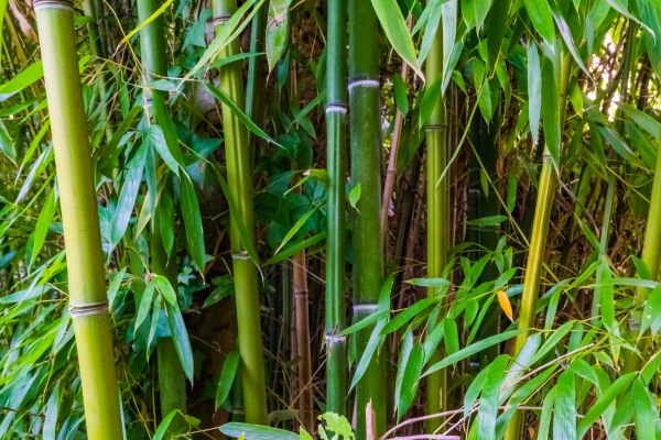 Bamboo Trimming in Navarre