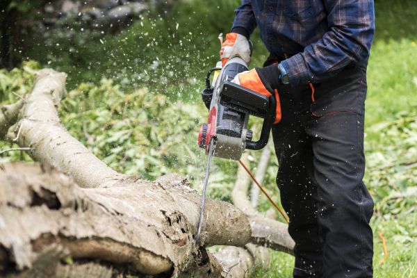 Branch Removal Service in Navarre