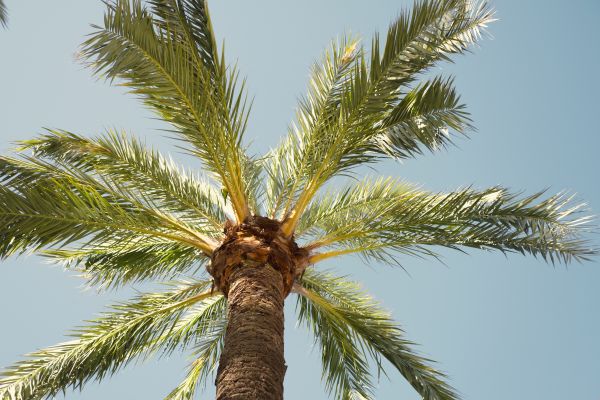 Palm Tree Pruning in Navarre