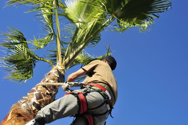 Palm Tree Trimming in Navarre