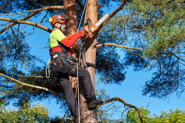 Tree Service in Navarre