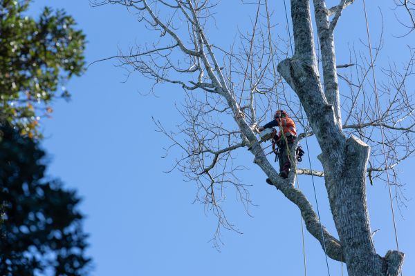 Tree Topping Service in Navarre