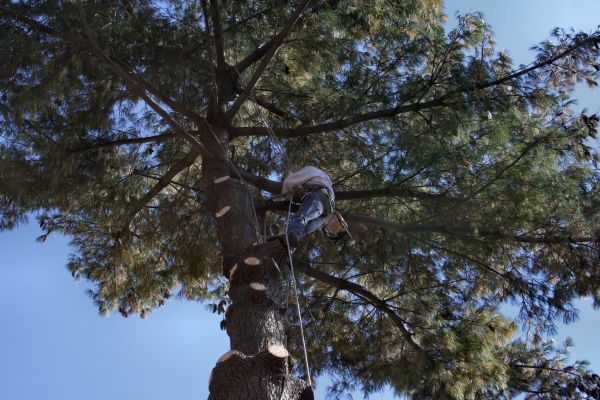 Trimming Service in Navarre