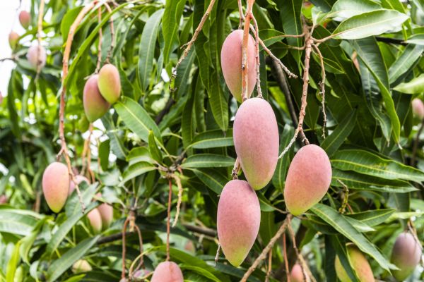 Mango Tree Trimming in Navarre