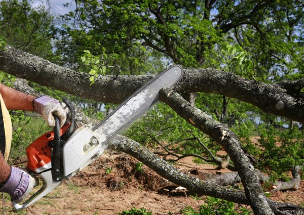 Tree Branch Cutting in Navarre