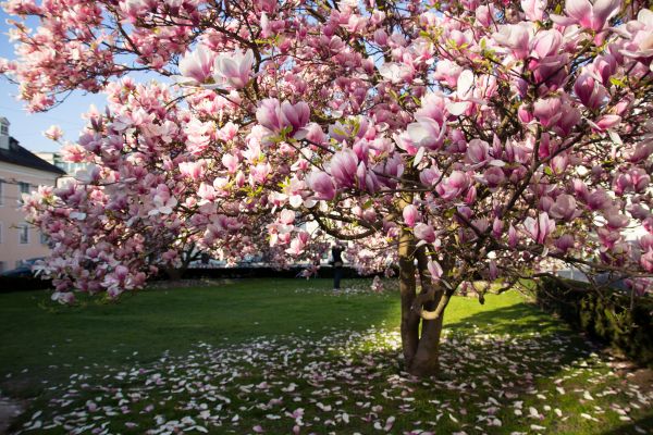 Ornamental Tree Pruning in Navarre