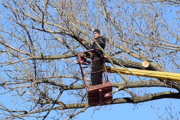 Emergency Tree Trimming in Navarre