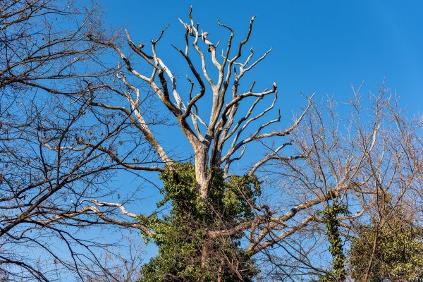 Deadwood Removal in Navarre