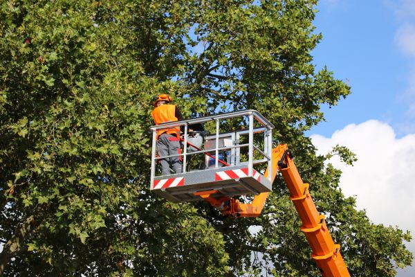 Commercial Tree Service in Navarre