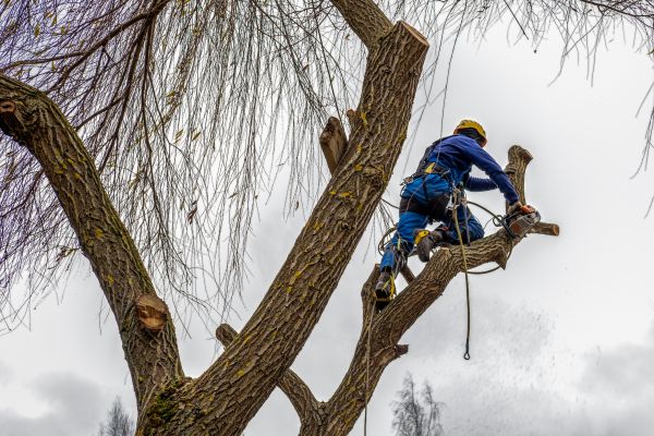 Tree Maintenance Service in Navarre