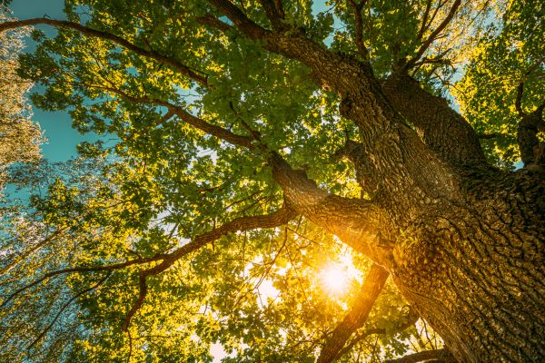 Oak Tree Pruning in Navarre