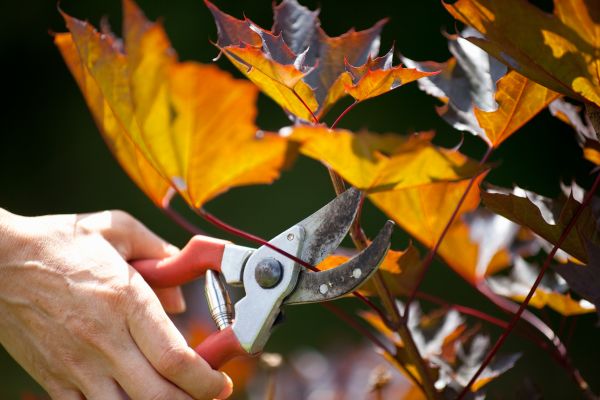Maple Tree Pruning in Navarre
