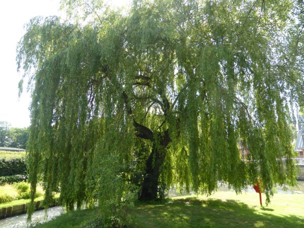 Willow Tree Trimming in Navarre