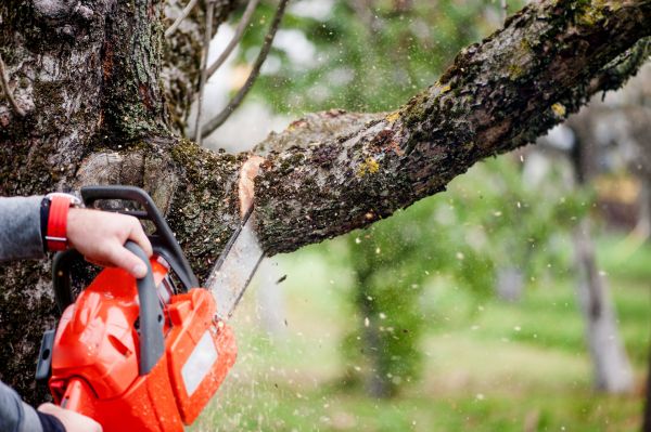 Tree Limbs Removal in Navarre