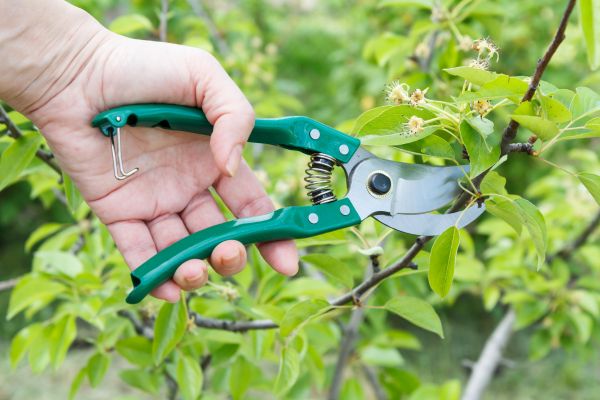 Pear Tree Pruning in Navarre