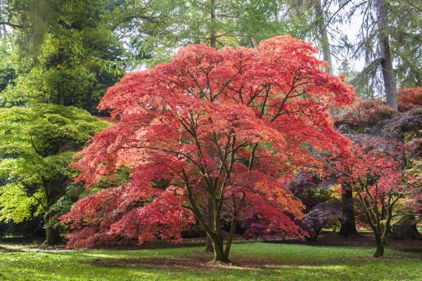 Japanese Maple Pruning in Navarre