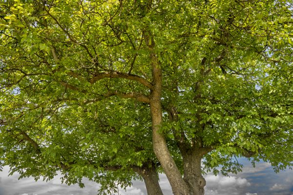 Walnut Tree Trimming in Navarre