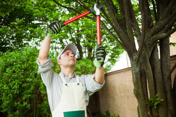 Tree Limb Pruning in Navarre