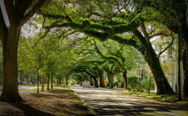 Tree Canopy Thinning in Navarre