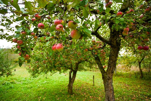 Apple Tree Pruning in Navarre