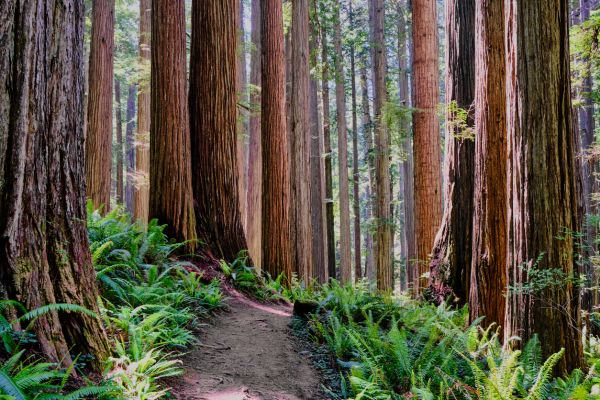 Redwood Tree Trimming in Navarre
