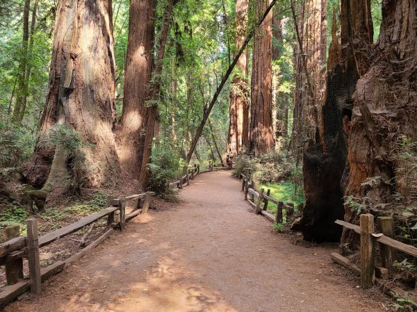 Redwood Tree Pruning in Navarre