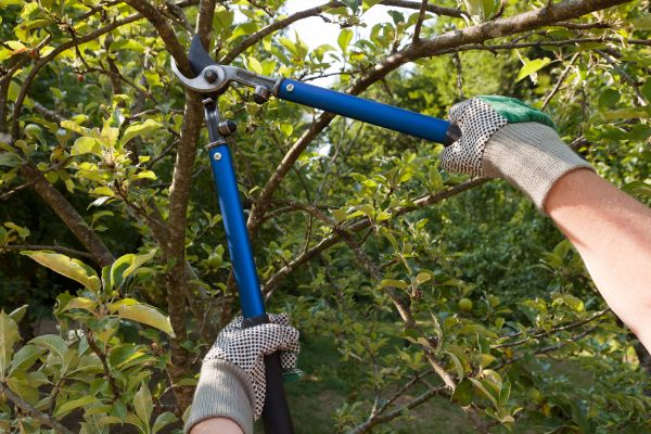 Residential Tree Pruning in Navarre