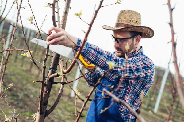 Orchard Tree Pruning in Navarre