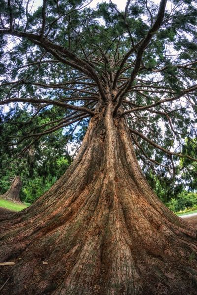 Cedar Tree Pruning in Navarre