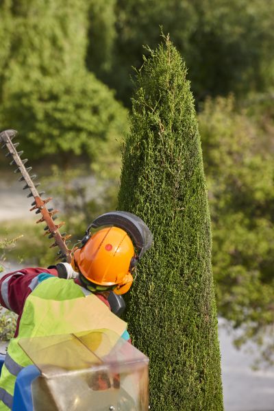 Cypress Tree Trimming in Navarre