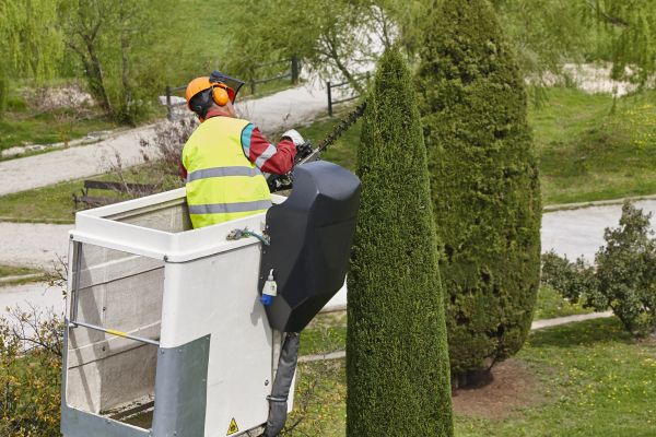 Cypress Tree Pruning in Navarre
