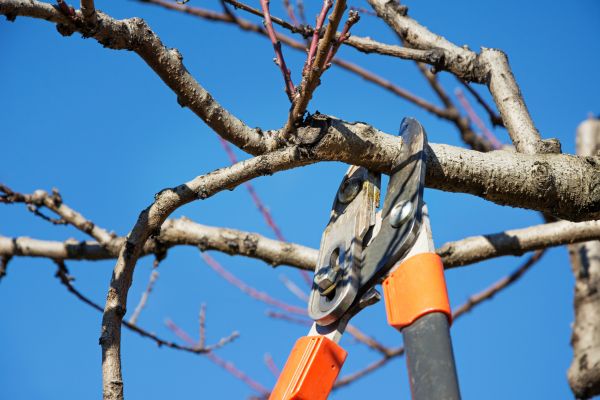 Peach Tree Trimming in Navarre