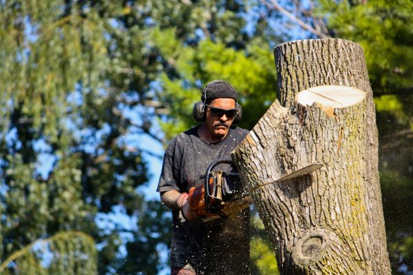 Ash Tree Pruning in Navarre