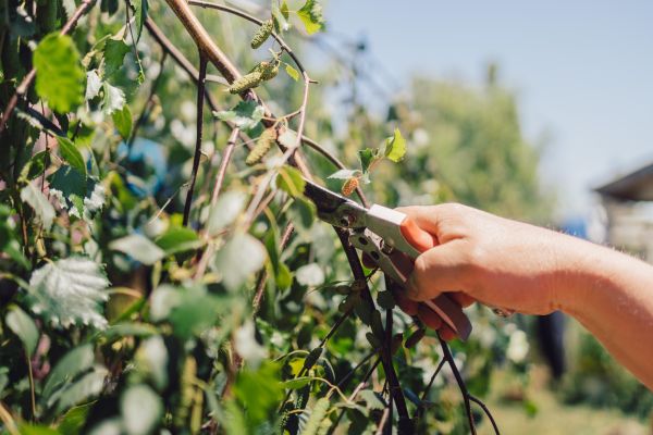 Birch Tree Pruning in Navarre