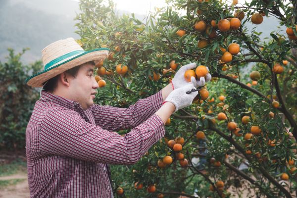 Orange Tree Pruning in Navarre