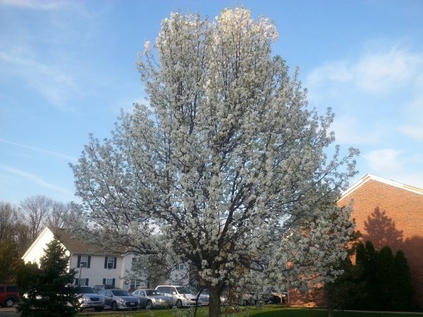Bradford Pear Tree Pruning in Navarre