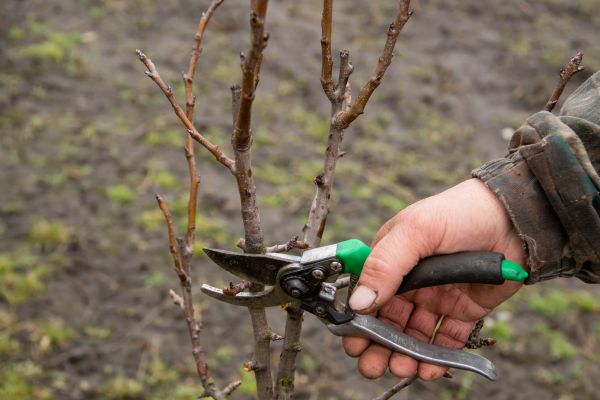 Pear Trees Pruning in Navarre