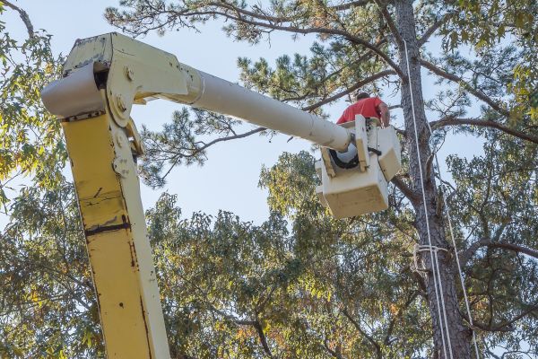 Limbs Trimming in Navarre