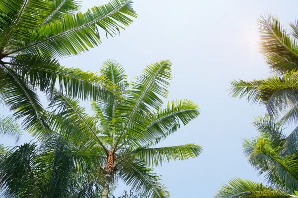 Queen Palm Tree Trimming in Navarre