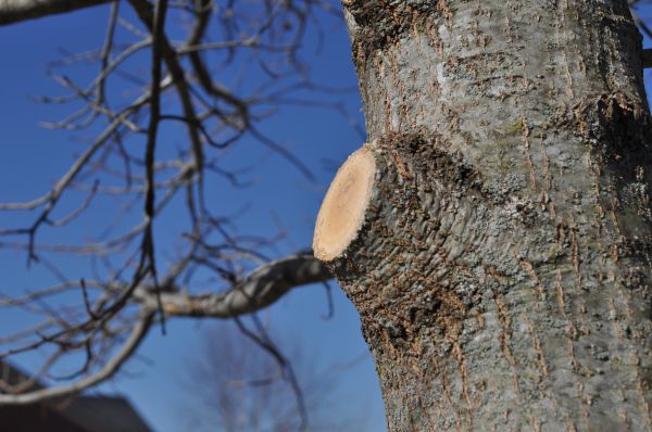 Limb Pruning in Navarre