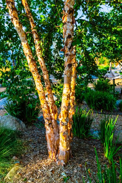 River Birch Trimming in Navarre