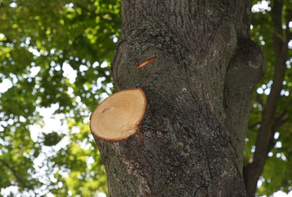 Limb Cutting in Navarre