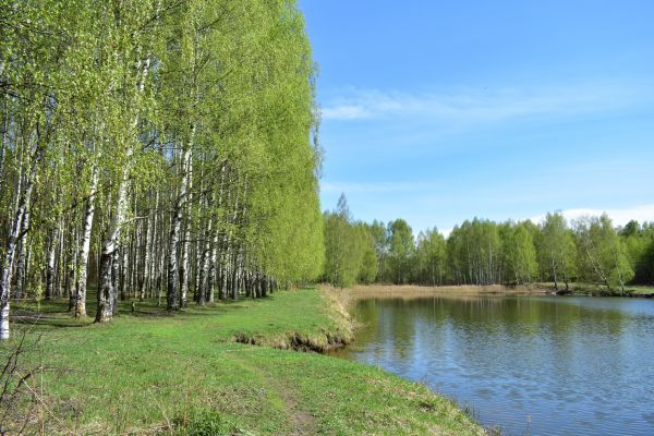River Birch Pruning in Navarre