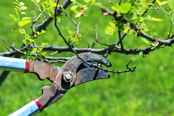 Branches Pruning in Navarre