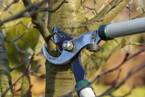 Tree Limb Trimming Service in Navarre