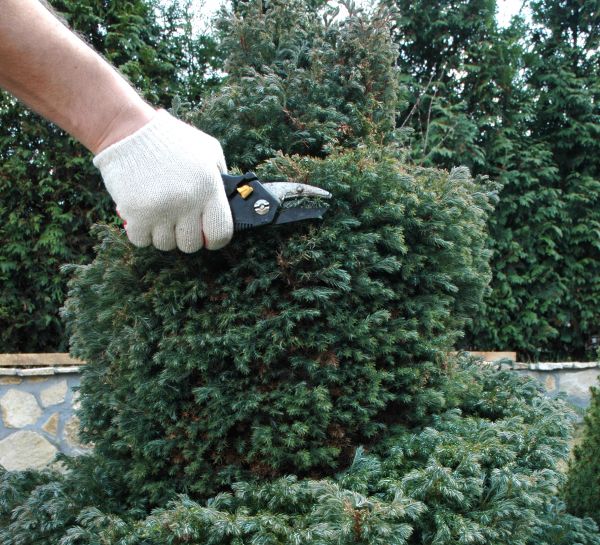 Ornamental Tree Trimming in Navarre