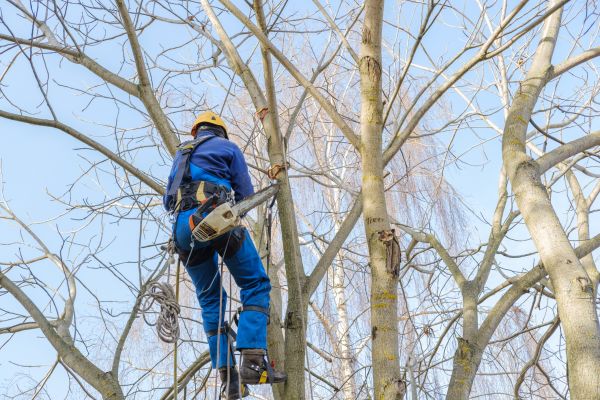 Large Tree Trimming in Navarre