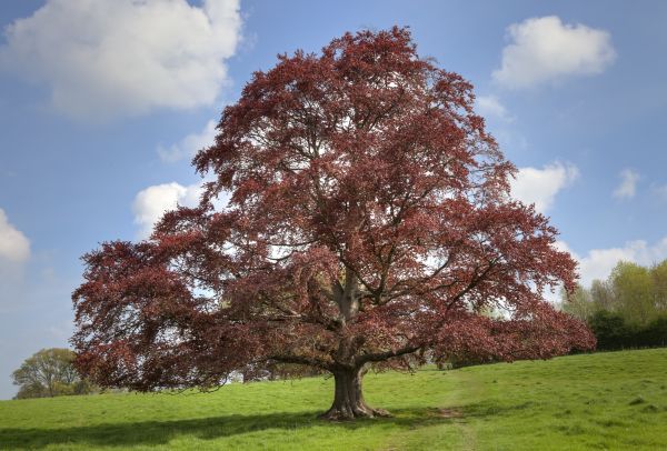 Beech Tree Pruning in Navarre