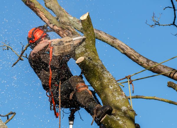 Tree Trimming Service in Navarre