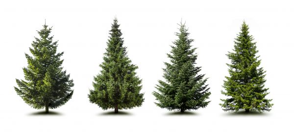 Cost of Pine Tree Trimming in Navarre